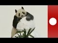 EU - Giant pandas go  crazy for snow!