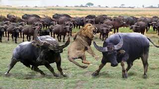 When Buffalo Fight Back Lion - Buffalo make Lion become jokes | Buffalo Lion Cheetah Hyena Fight