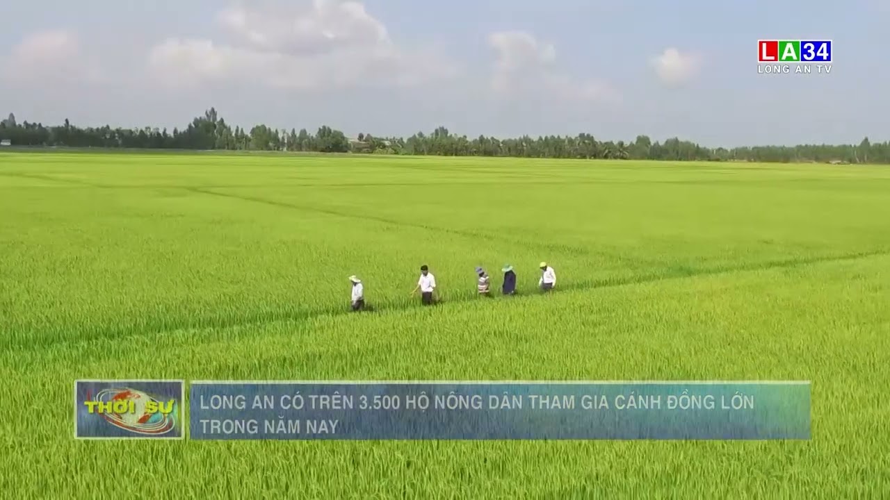 Long An có trên 3.500 hộ nông dân tham gia cánh đồng lớn trong năm nay