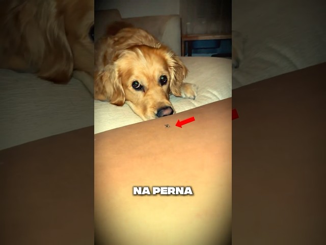 Cachorro fofo luta contra um inseto!