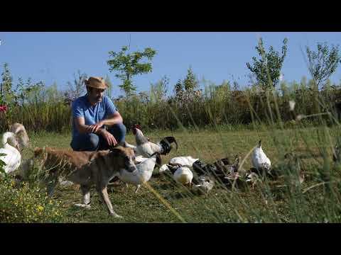 Property video