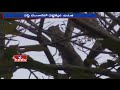 Leopard rescued from a tree in Jalpaiguri -Exclusive visuals