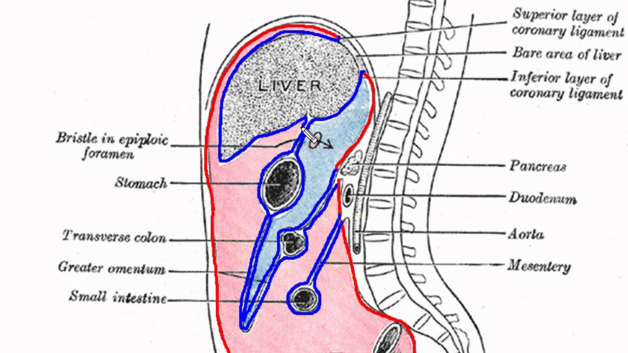 Peritoneal Cavity - Part 1 - Anatomy Tutorial - YouTube