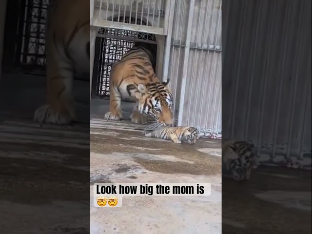 When the mom popped up I was like HOLY CRAP lmaooo #fyp #nature #tiger #baby #shorts #wow
