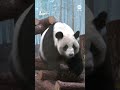 Moscow Zoo opens outdoor enclosure for giant panda cub  - 00:48 min - News - Video