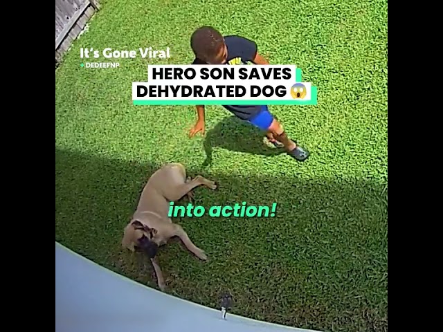 I would’ve been on full panic mode 😱 #hero #dog #dogs #shortsfeed #funfordayz98 #short #son