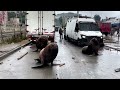 Sea lions, seagulls crash fishermen protest in Chile | REUTERS  - 00:33 min - News - Video