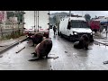Sea lions, seagulls crash fishermen protest in Chile | REUTERS