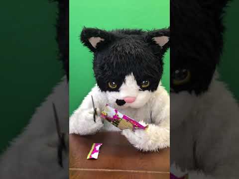 むぎ(猫)「沖縄こんちくわシリーズvol.11黒糖わたあめうーじ」