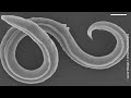 Scientists bring 46,000-year-old worms back to life