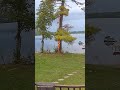 Tree catches fire after being struck by lightning