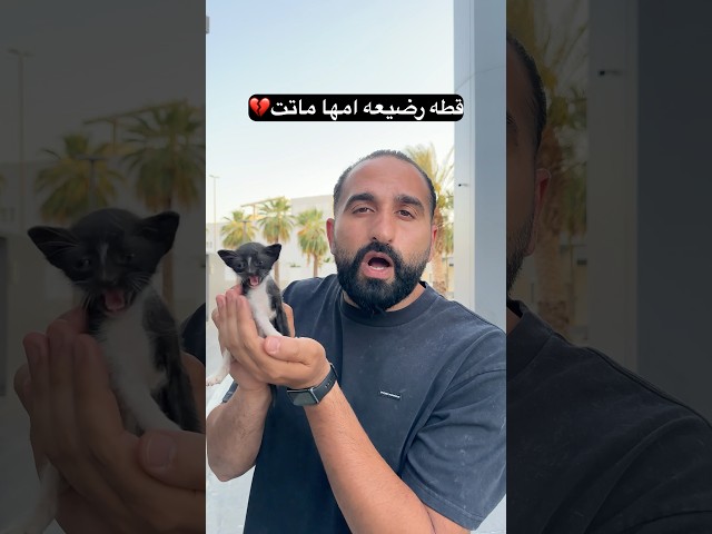 قطه رضيعه امها ماتت