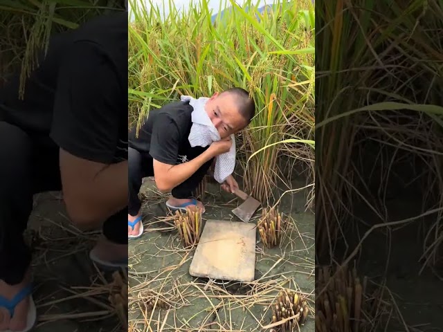 paddy regular cutting process
