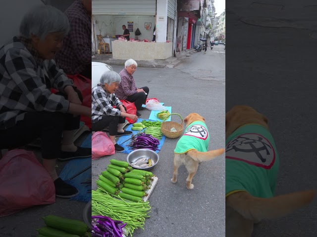 狗狗知道肉皮不值錢，躺倒讓攤主肉皮換瘦肉Dogs know that meat skin is worthless