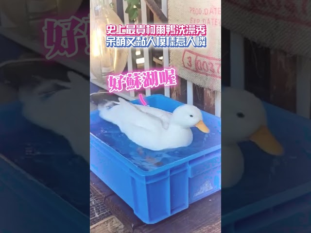 颱風天最快樂的生物！城市都是我的遊樂場 @ChinaTimes #shorts #鴨 #鵝 #毛小孩 #寵物 #美食 #颱風 #雨