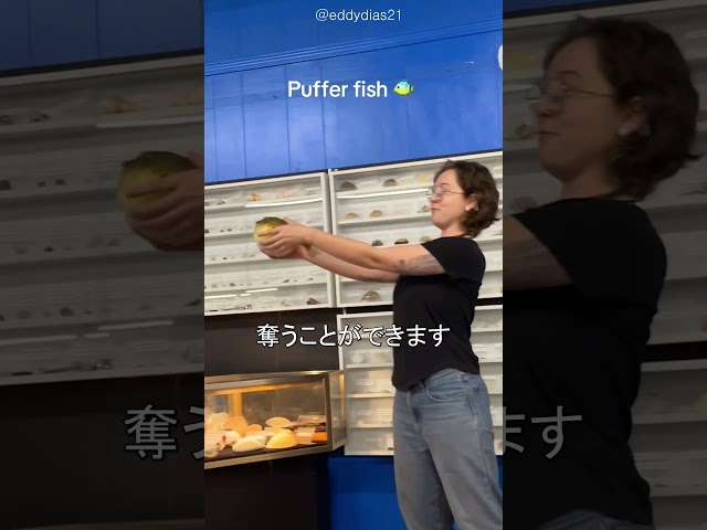 フグ 自動的にしぼむ 水に戻す