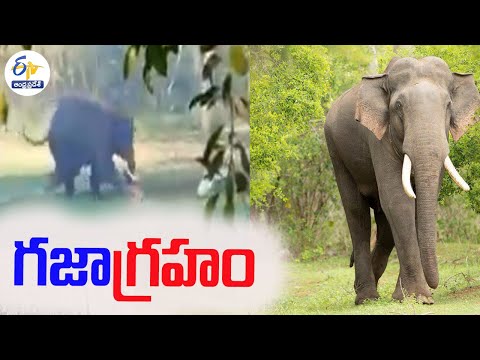 Viral video: Man chased, attacked by wild elephant in Assam Viral video: Man chased, attacked by wild elephant in Assam