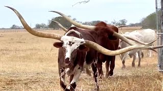Texas Long Horn steers