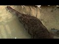 Zoos save trafficked wildlife  - 02:42 min - News - Video