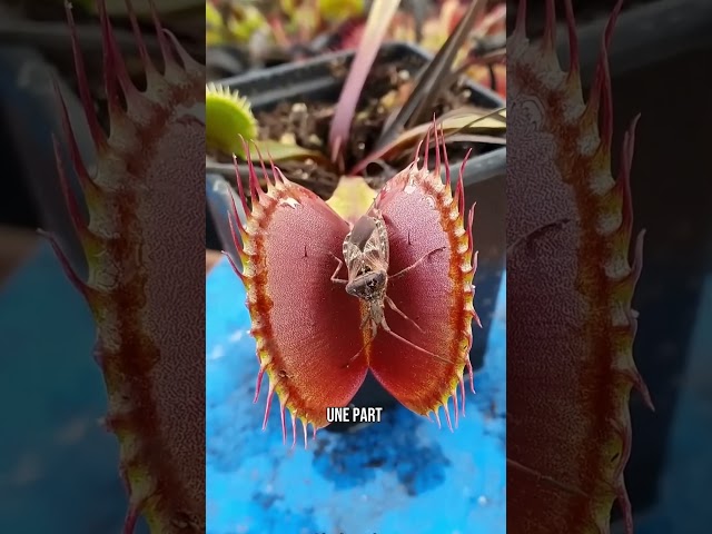 Cette plante carnivore n’a droit qu’à 3 tentatives