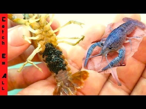 BLUE LOBSTER has BABIES!
