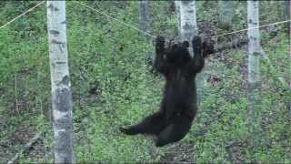 小黑熊爬樹攀繩-模樣可愛極了