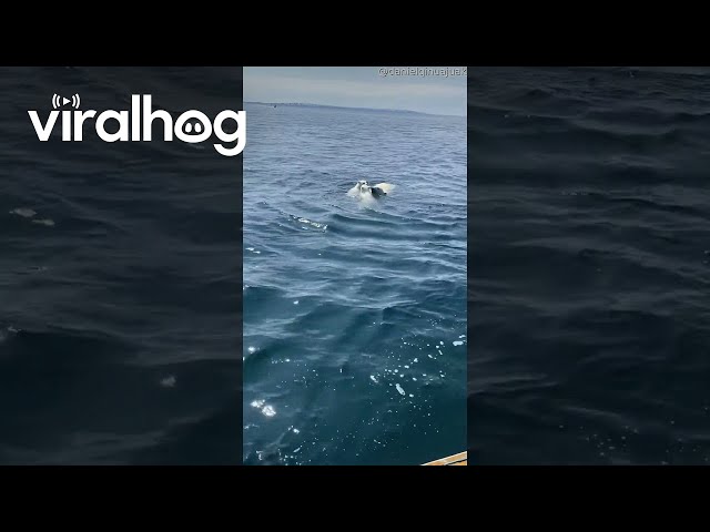 Polar Bear Sow Swims With Two Cubs || ViralHog