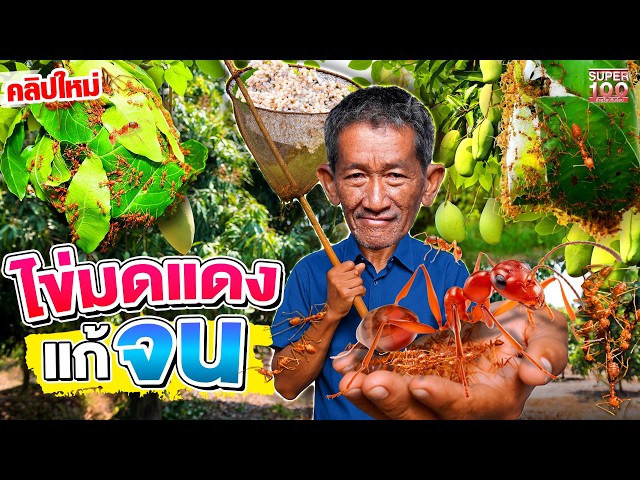ไข่มดแดงแก้จน #ลุงบุญชู เปลี่ยนสวนมะม่วงให้เป็นแหล่งขุมทรัพย์ชั้นสูง | Super100