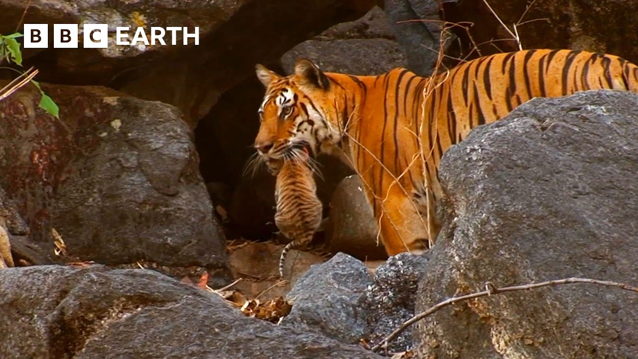 1 Hour of Animal Family Moments | BBC Earth