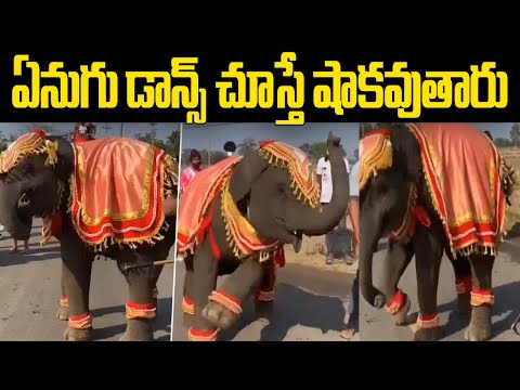 Baby elephant dance wins hearts, video goes viral