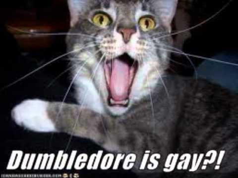 dumbledore is not gay dumbledore is not gay