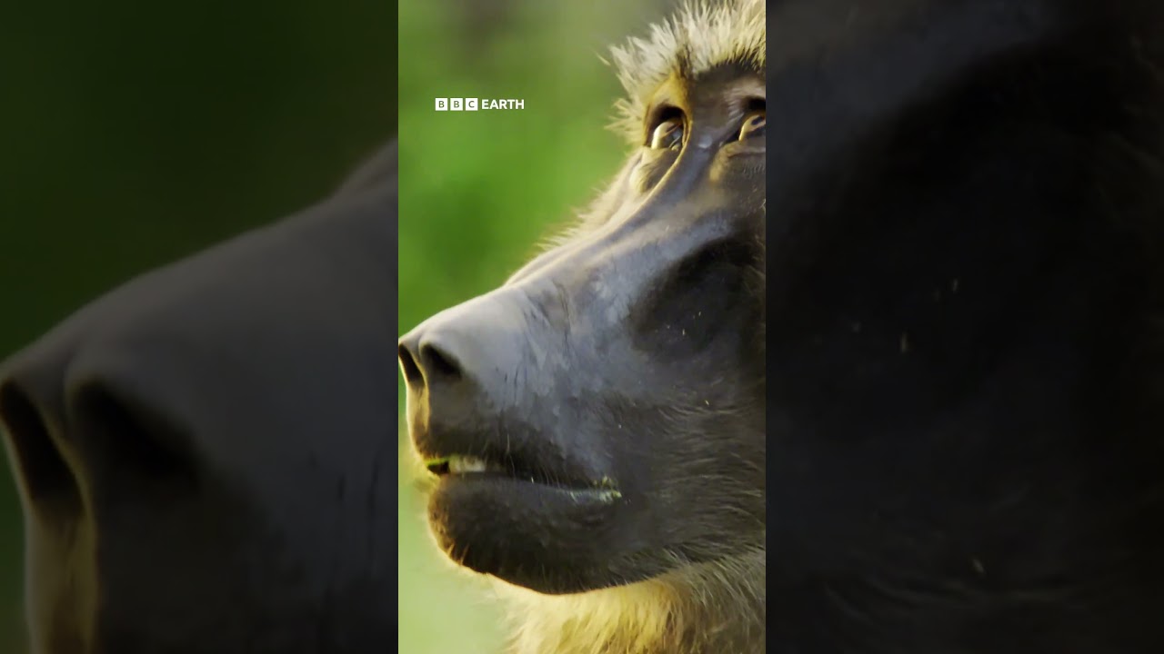 20 years of Planet Earth. The series that changed the way we see the world 🌎 💚 #DavidAttenborough