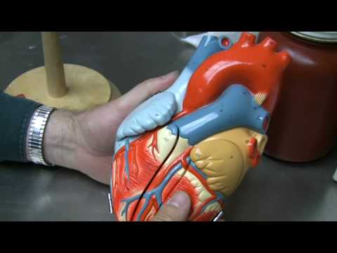 Heart Anatomy Part 1 - YouTube