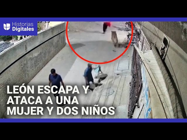 Un león se escapa y ataca a una mujer y sus hijos en medio de la calle