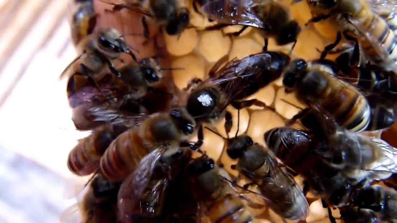Bee queen release. Part 4 (Elgon/Buckfast. I love this ...
