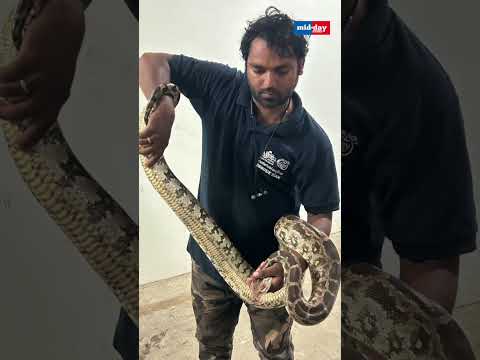 WATCH Giant 7foot Indian rock python enters Mumbai restaurant