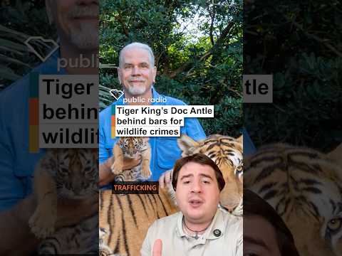 screenshot of youtube video titled Tiger King's Star Sentenced | ICYMI SC Public Radio