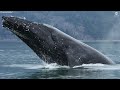 Marine biology and AI leads to startling humpback whale population discovery  - 01:49 min - News - Video