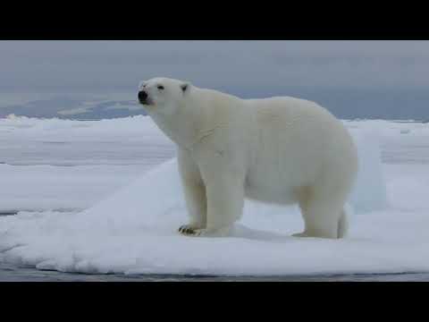 Upload mp3 to YouTube and audio cutter for Polar bear walking and rolling on ice download from Youtube