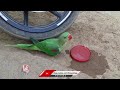 Parrot Rescued From Summer Heat | Jayashankar Bhupalpally | V6 News  - 01:41 min - News - Video