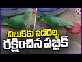 Parrot Rescued From Summer Heat | Jayashankar Bhupalpally | V6 News