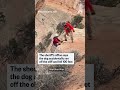 Dog rescued from cliffs edge in Arizona