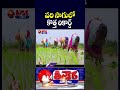 Telangana Farmers Set Record In Paddy Cultivation | V6 Shorts  - 01:28 min - News - Video