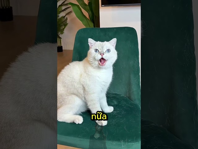 Cô Chủ Lừa Tôi Bằng Đồ Chơi Này, Nhưng Tôi Đã Trả Thù! 😾