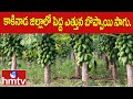 కాకినాడ జిల్లాలో పెద్ద ఎత్తున బొప్పాయి సాగు.. | Papaya Farming | Kakinada district | hmtv