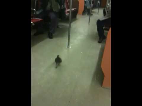Гулаб се вози во метро