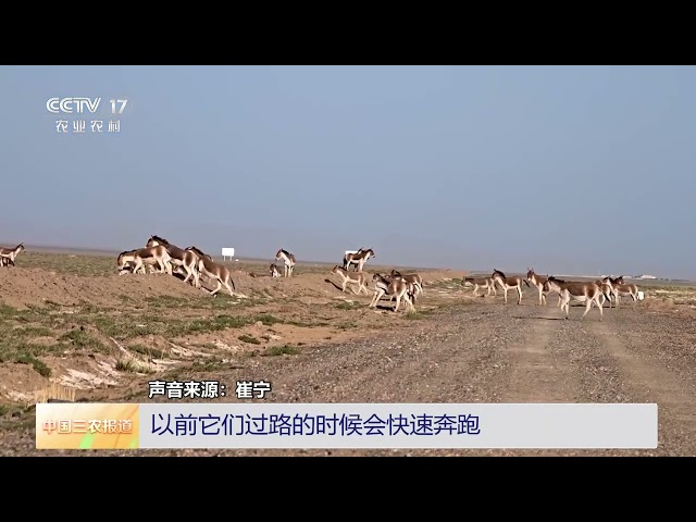 [中国三农报道]新疆阿尔金山 藏野驴同步进入繁育期与发情期 | 农业致富经 Agriculture And Farming