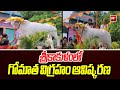 శ్రీకాకుళంలో గోమాత విగ్రహం ఆవిష్కరణ : MLA Nadukuditi Eswara Rao Inaugurates Cow Statue | 99TV