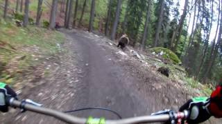 Bikers Rio Pardo | Vídeos | Urso ataca ciclista em um Bikepark