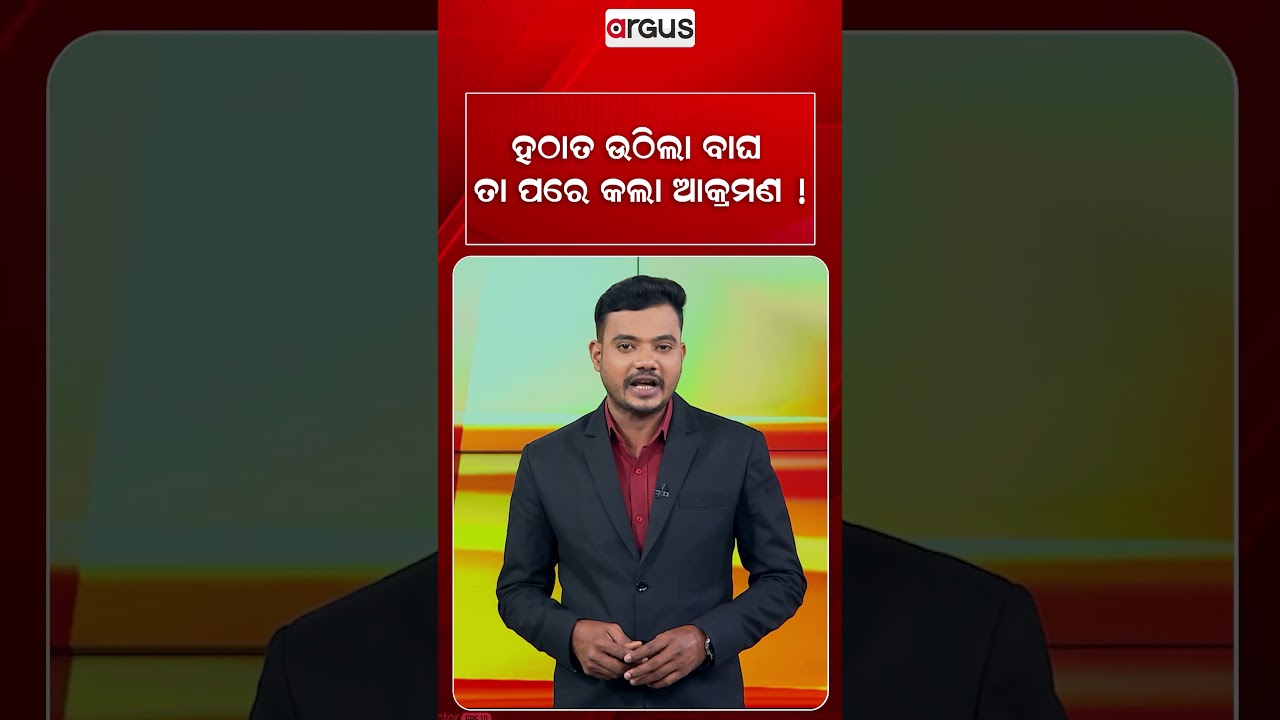 ହଠାତ ଉଠିଲା ବାଘ ତା ପରେ କଲା ଆକ୍ରମଣ ! | Argus Reels | Tiger Attack | Wildlife Danger | ShockingMoment